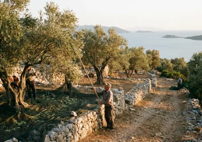 Bahcaya Zeytin